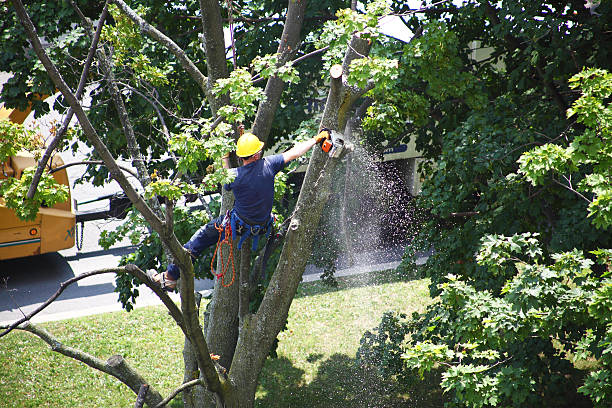 Best Palm Tree Trimming  in Oak Grove, SC